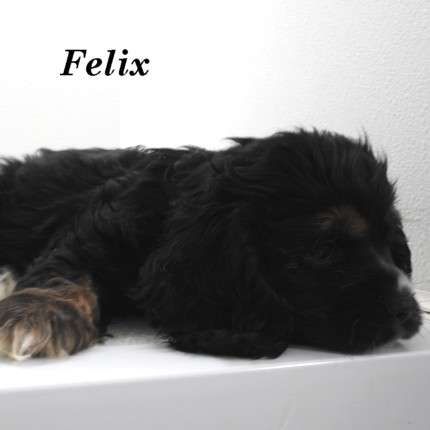 puppy, for, sale, Cocker Spaniel, Joe & Cherri  Overlease, dog, breeder, Miller, MO, dog-breeder, puppy-for-sale, forsale, nearby, find, puppyfind, locator, puppylocator, aca